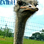 ostrich face graphic with text: you so extra!