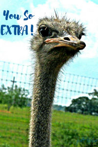 ostrich face graphic with text: you so extra!