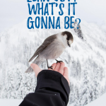 Why It's Better to Lean In text graphic with arm outstreched with bird perched on finger. background winter scene