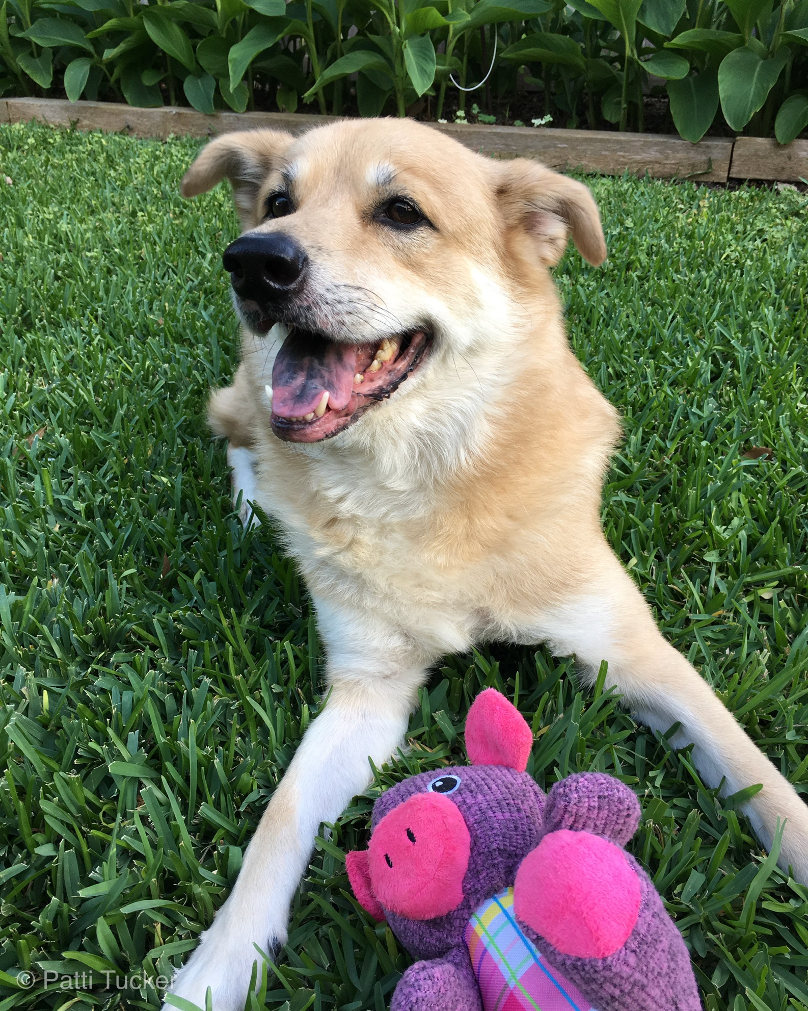 a smiling dog in the grass with a toy